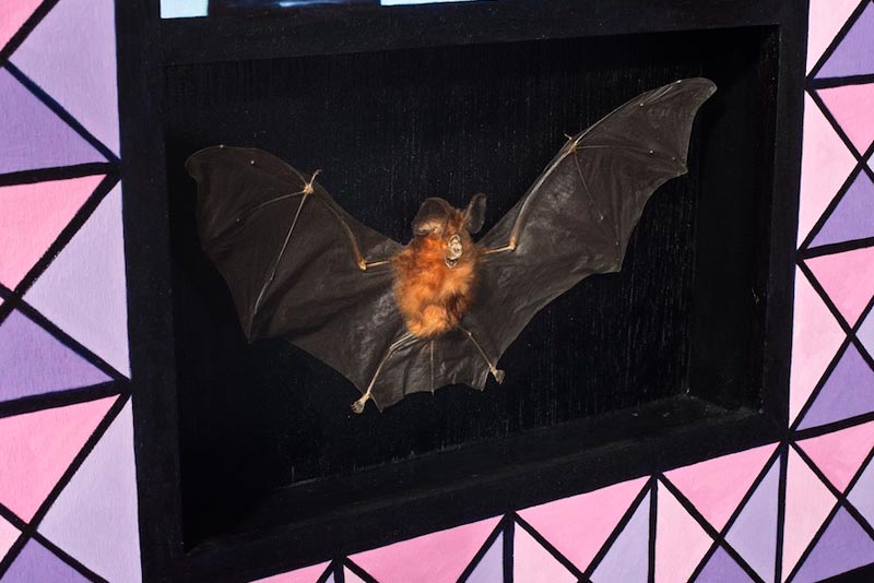 Taxidermy - Bat